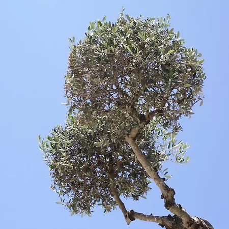 Il Carrubo Del Salento